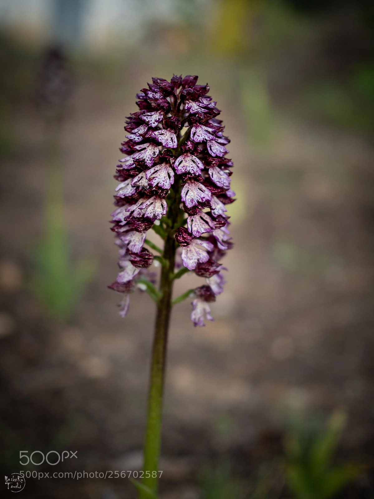 Olympus OM-D E-M5 II sample photo. Orch2 photography