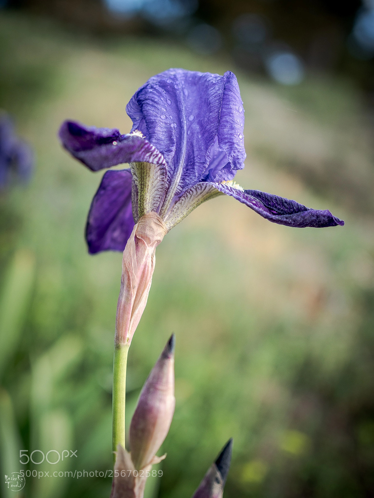 Olympus OM-D E-M5 II sample photo. Tlp2 photography
