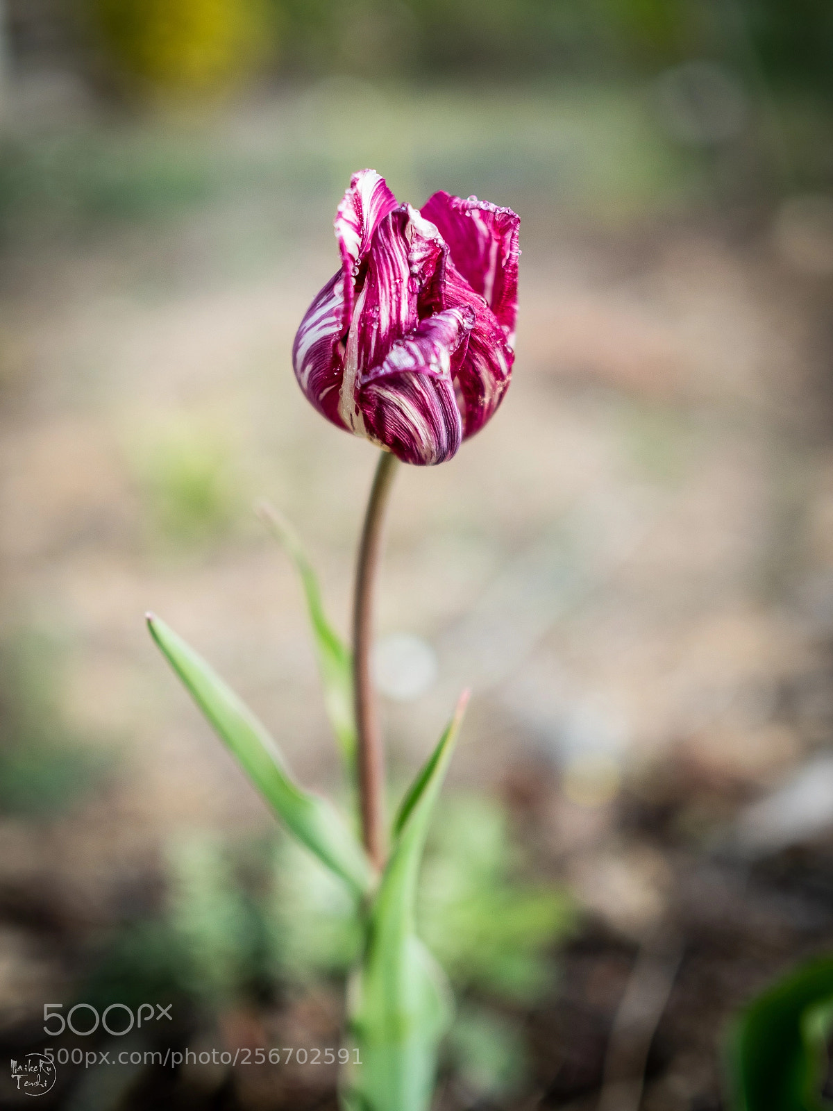 Olympus OM-D E-M5 II sample photo. Tlp3 photography