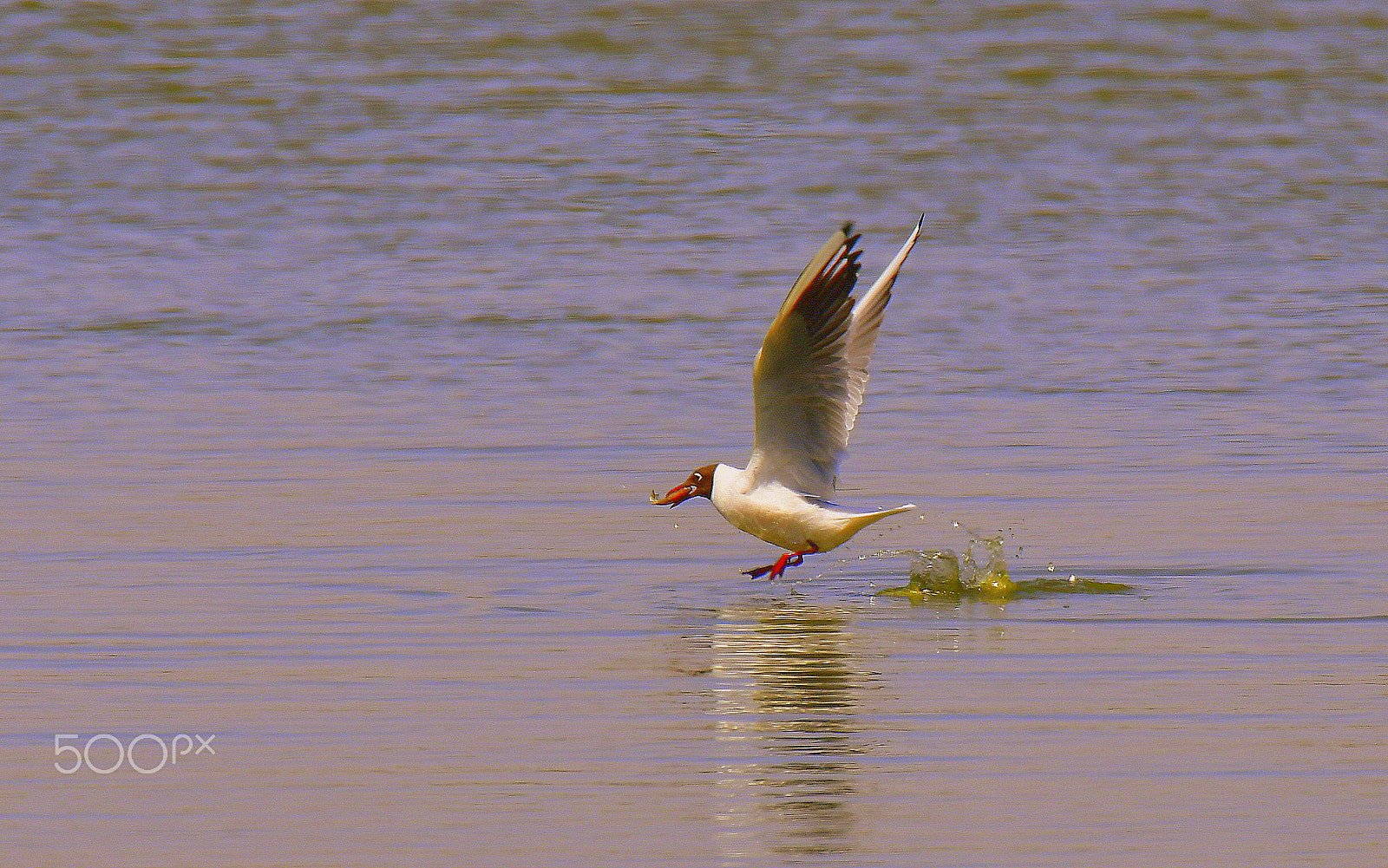 Nikon D500 sample photo. The bird eat fish photography