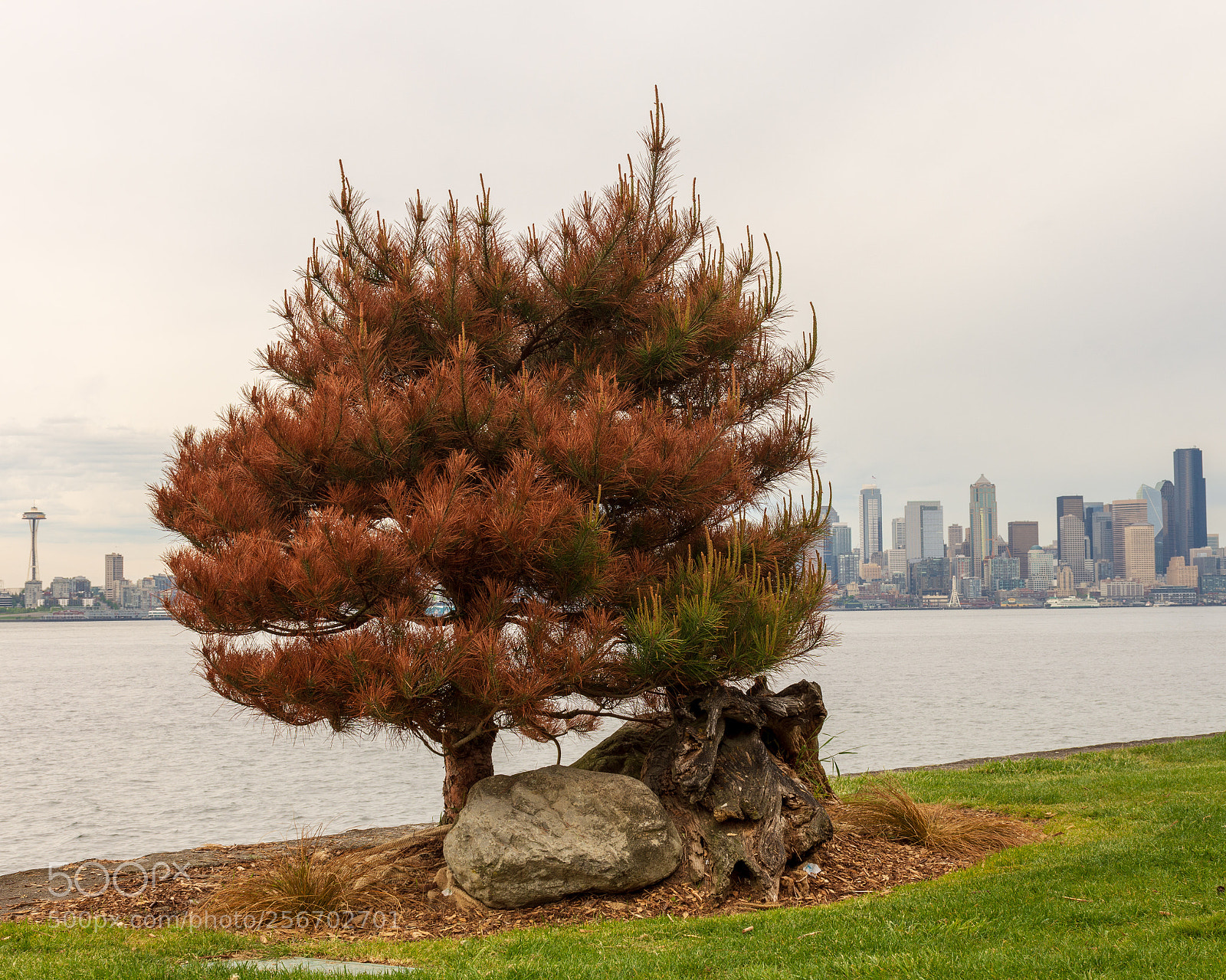 Nikon D7200 sample photo. Lonely_tree photography