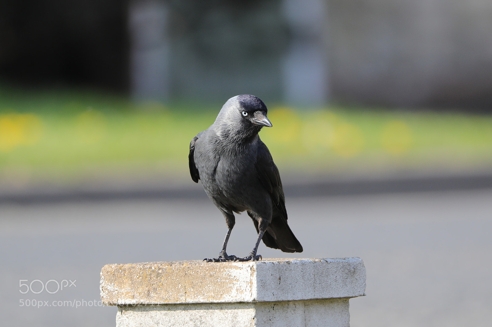 Canon EOS 5D Mark IV sample photo. Jackdaw photography