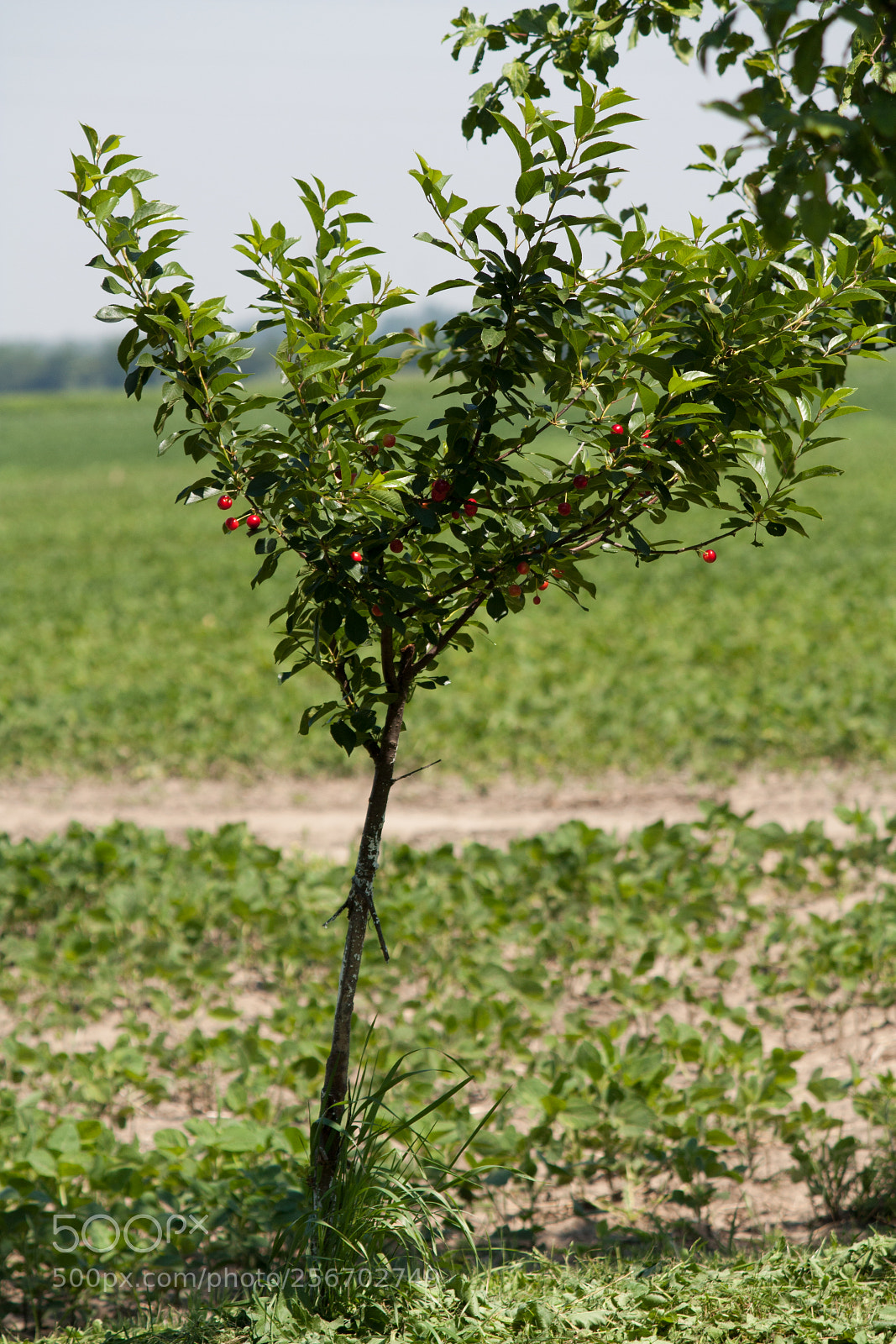 Canon EOS 450D (EOS Rebel XSi / EOS Kiss X2) sample photo. Young tree cherries photography