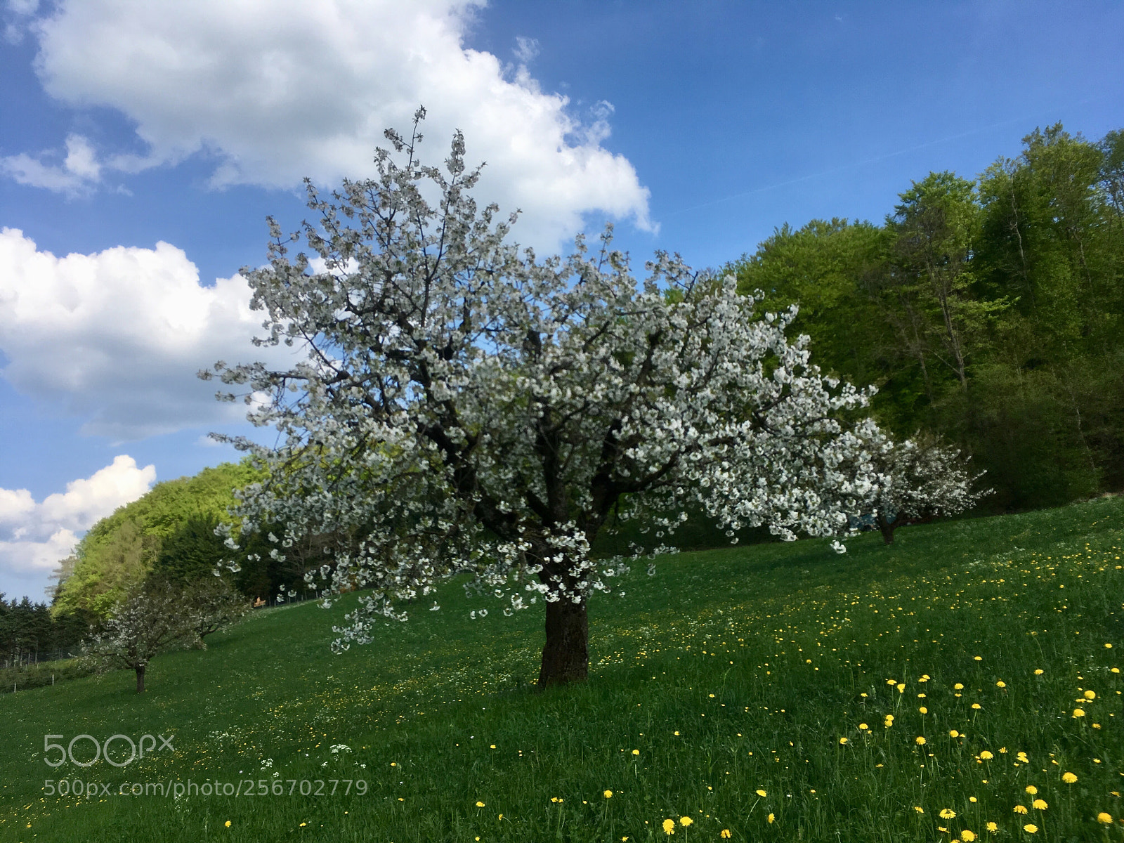 Apple iPhone SE sample photo. Spring photography