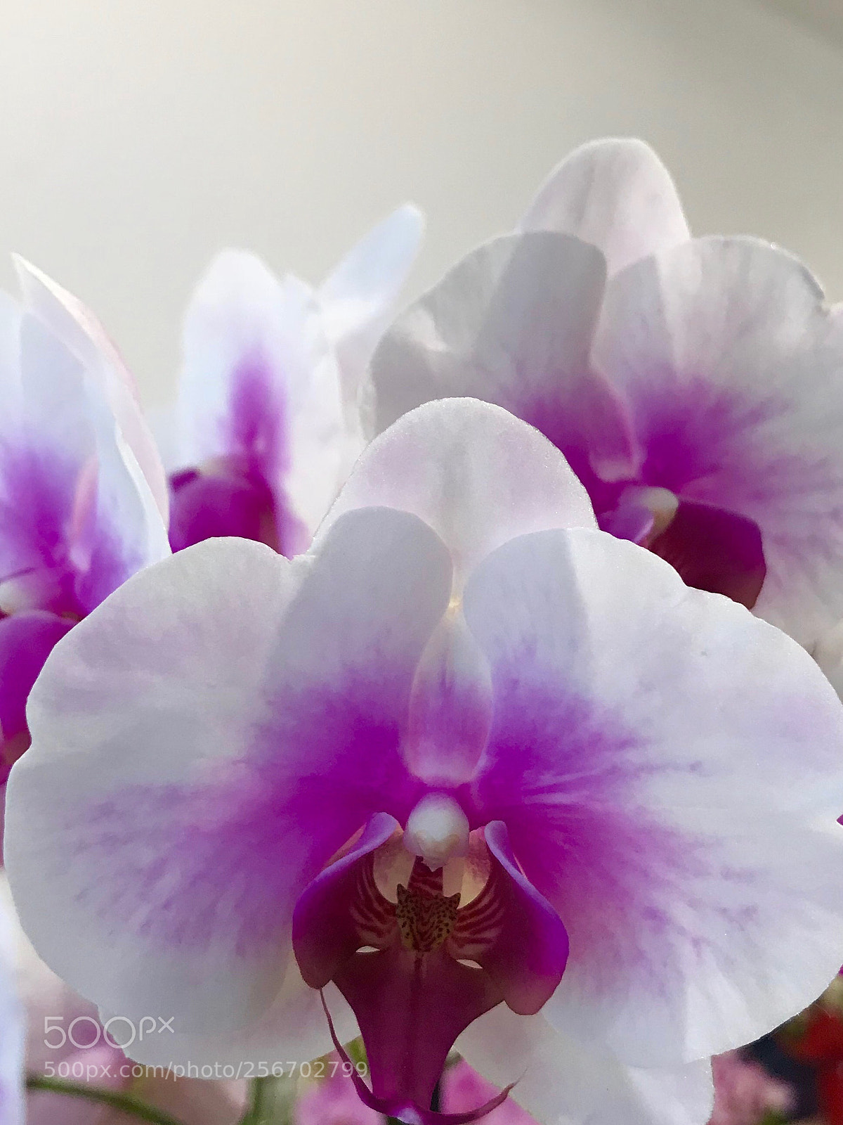Apple iPhone 7 Plus sample photo. White pink orchid photography