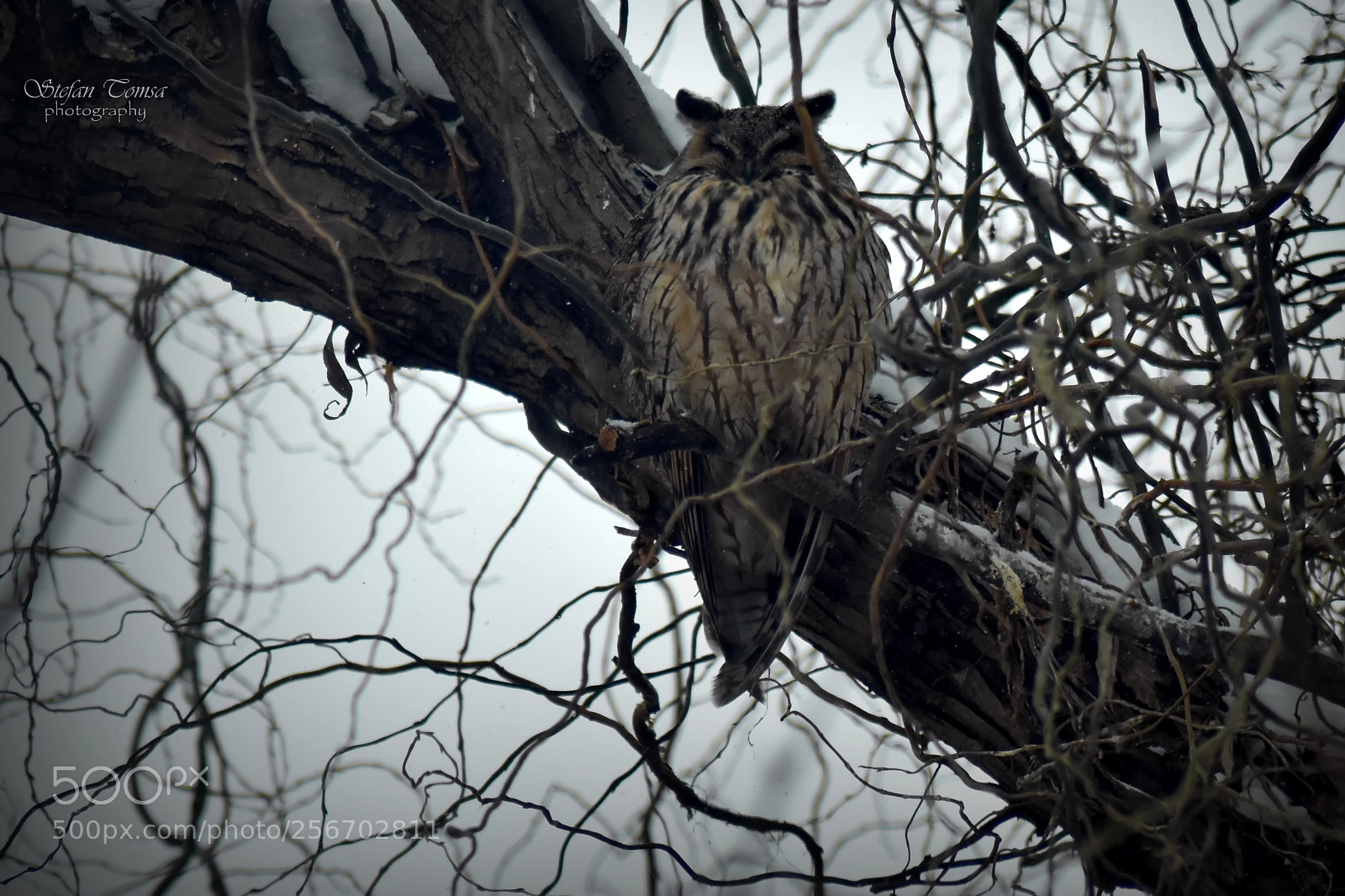 Nikon D5500 sample photo. Sleeping time photography