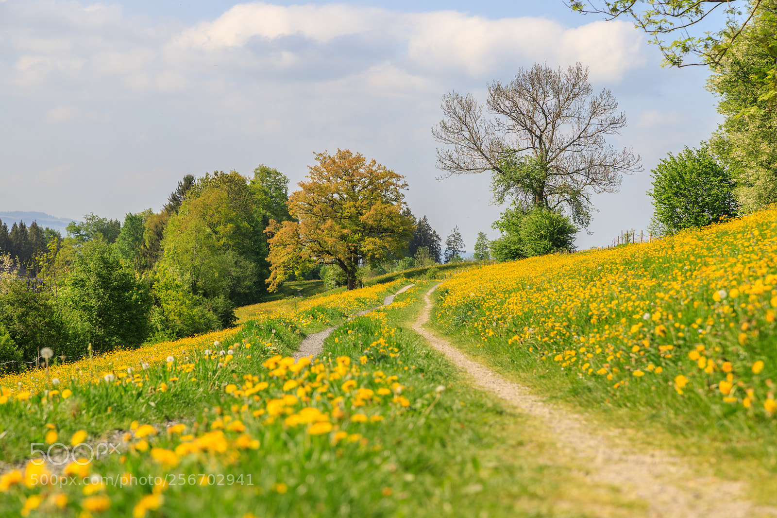 Canon EOS 6D Mark II sample photo. Blossoming time photography