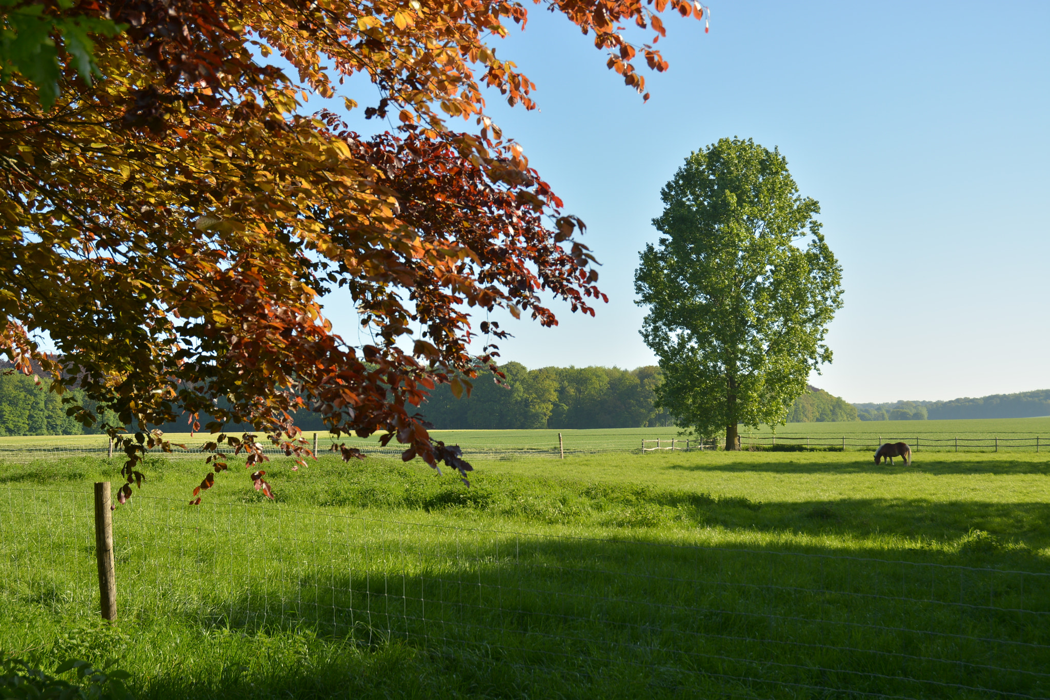 Nikon D5200 sample photo