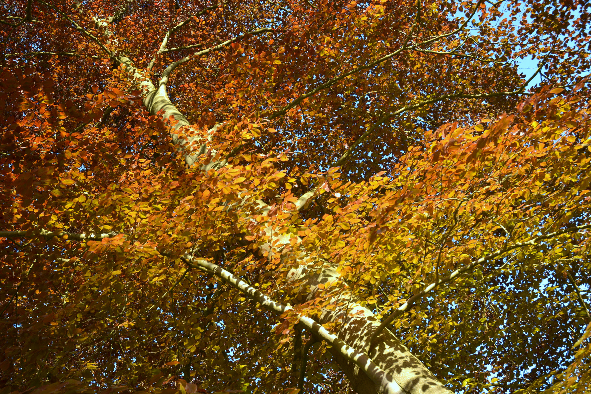 Nikon D5200 sample photo