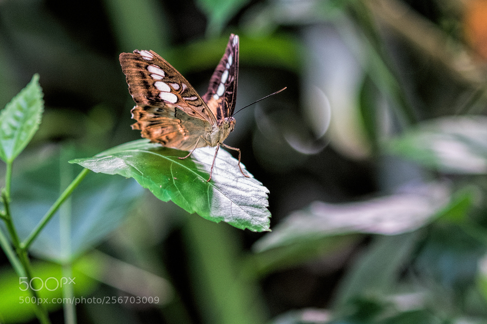 Fujifilm X-E1 sample photo. Butterfly photography