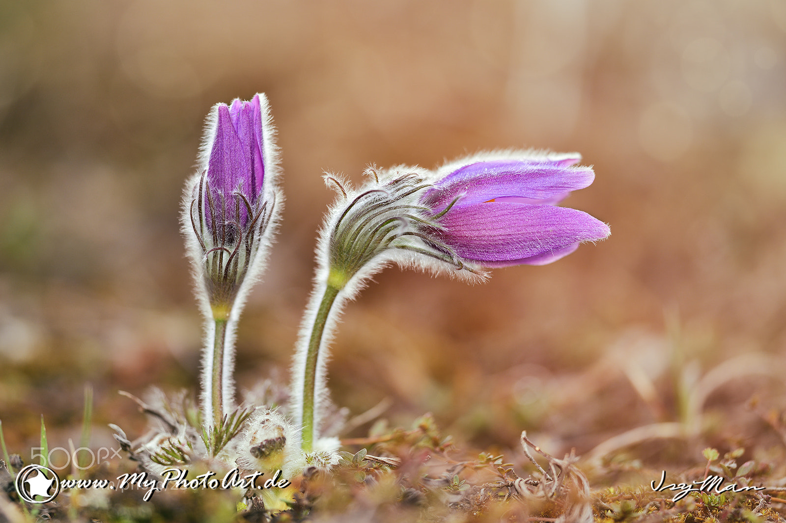 Nikon D800 sample photo. Blume photography