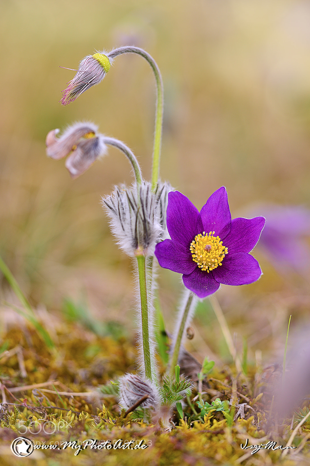 Nikon D800 sample photo. Blume photography
