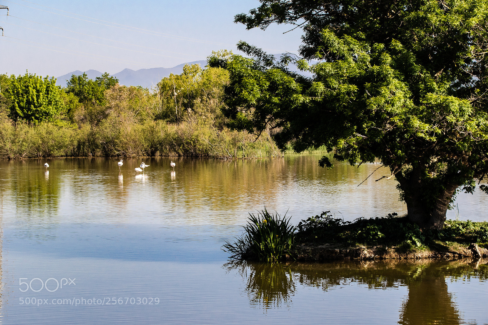 Canon EOS 7D Mark II sample photo. Aiguamolls de l'empordà photography