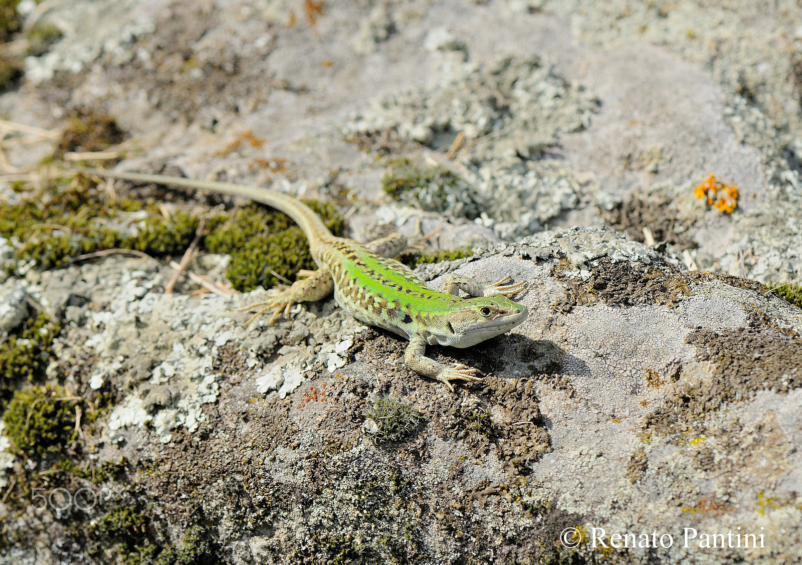 Nikon D300S + Nikon AF-S Micro-Nikkor 105mm F2.8G IF-ED VR sample photo. Green lizard. photography