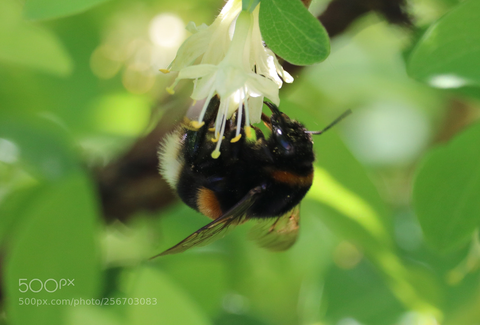 Canon EOS 750D (EOS Rebel T6i / EOS Kiss X8i) sample photo. Bumblebee photography