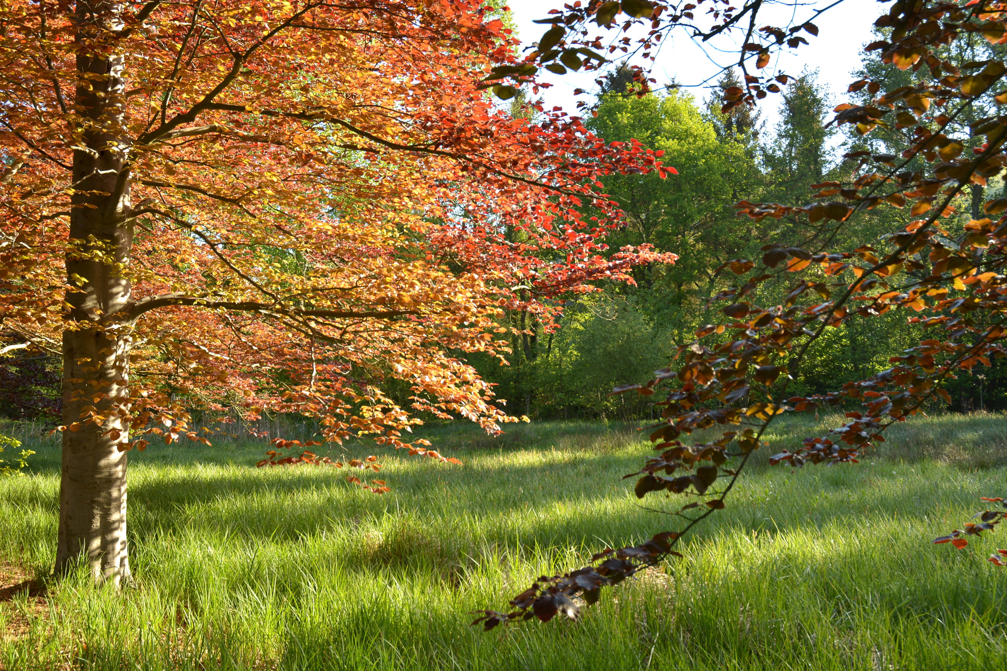 Nikon D5200 sample photo