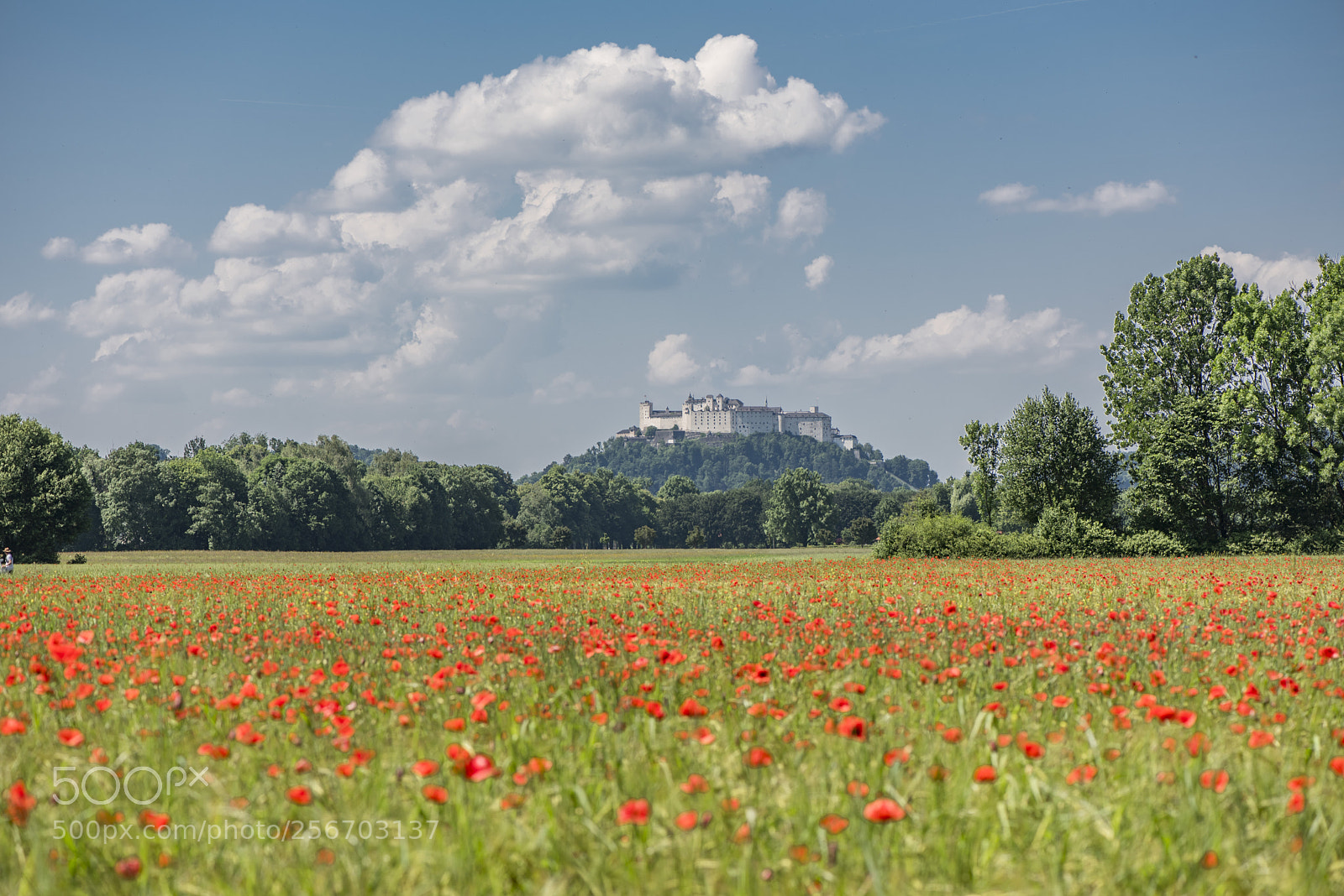 Nikon D750 sample photo. Festung hohensalzurg mit mohnblume photography