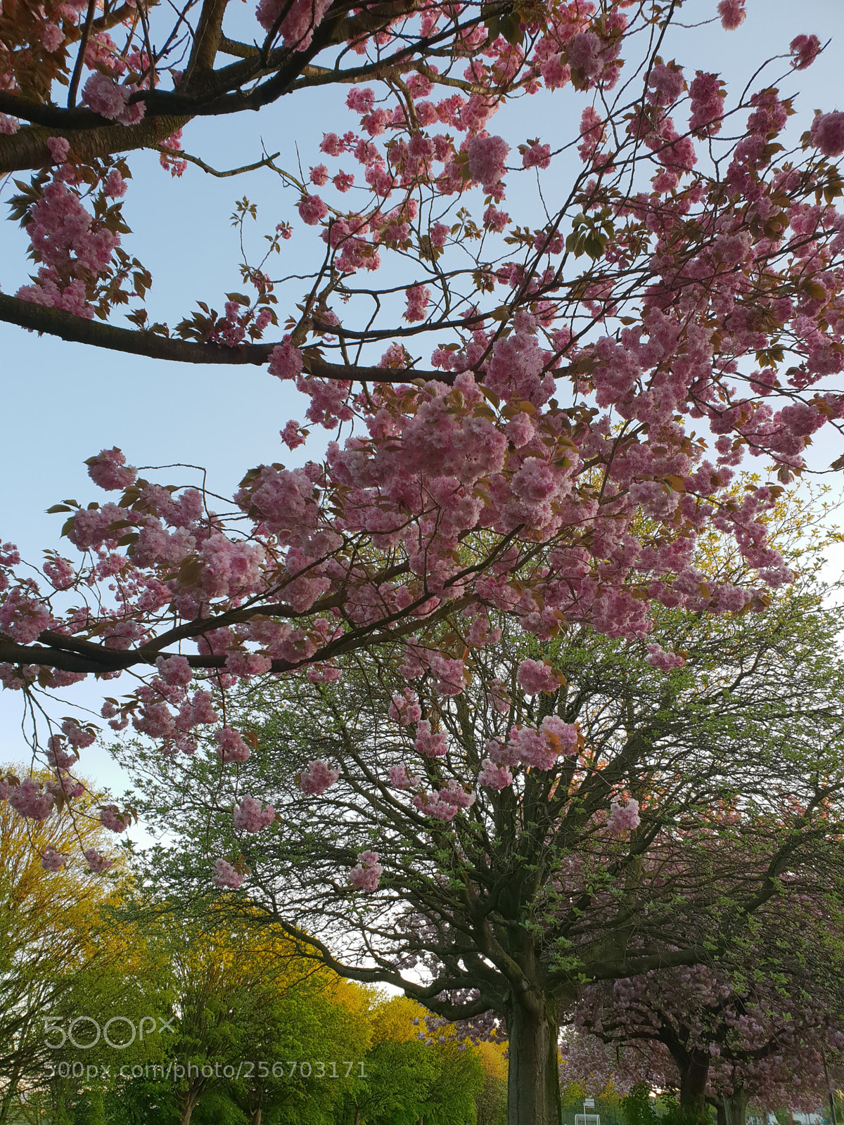 Samsung Galaxy S9+ sample photo. Untitled photography