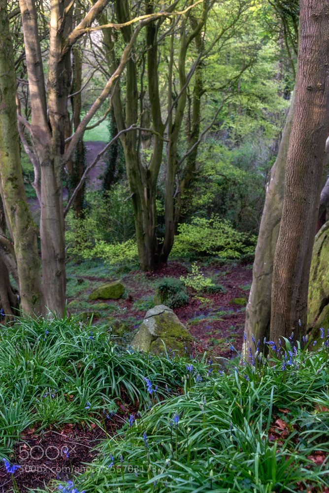 Nikon D750 sample photo. Bluebells in the woods photography