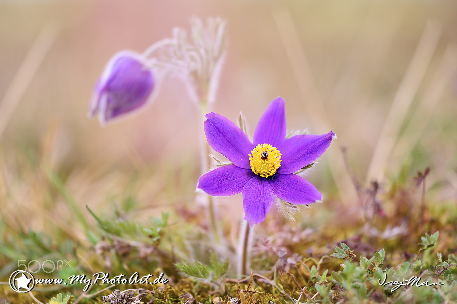 Nikon D800 sample photo. Blume photography