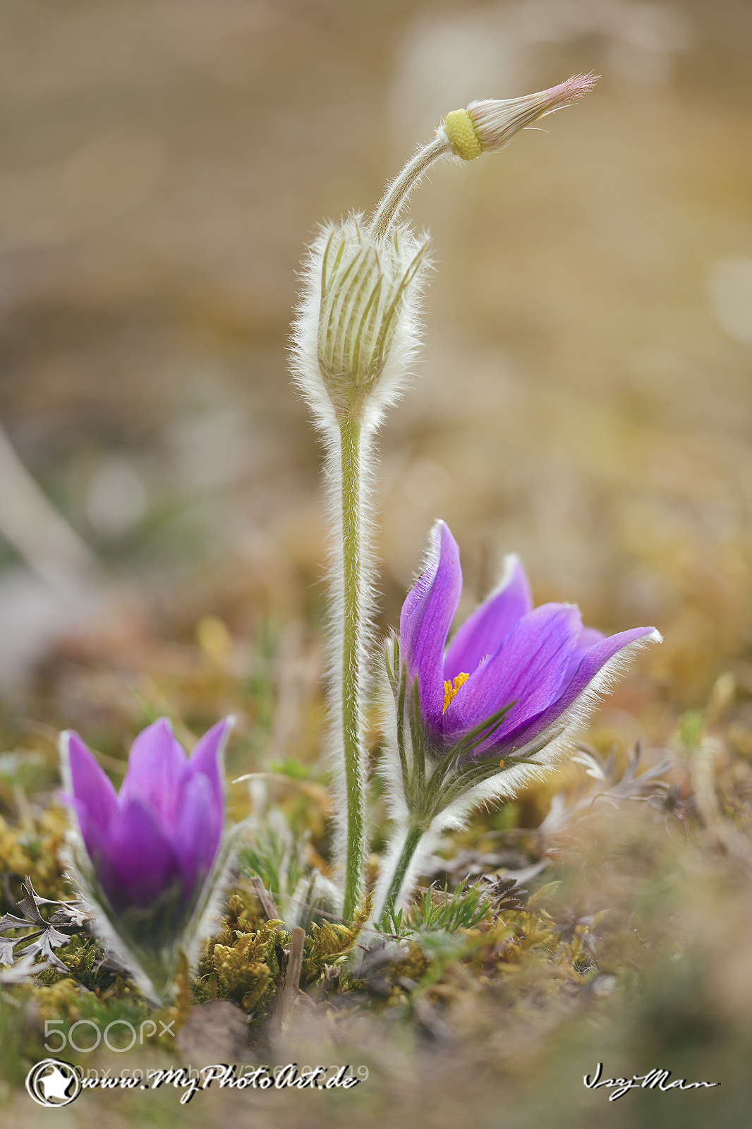 Nikon D800 sample photo. Blume photography