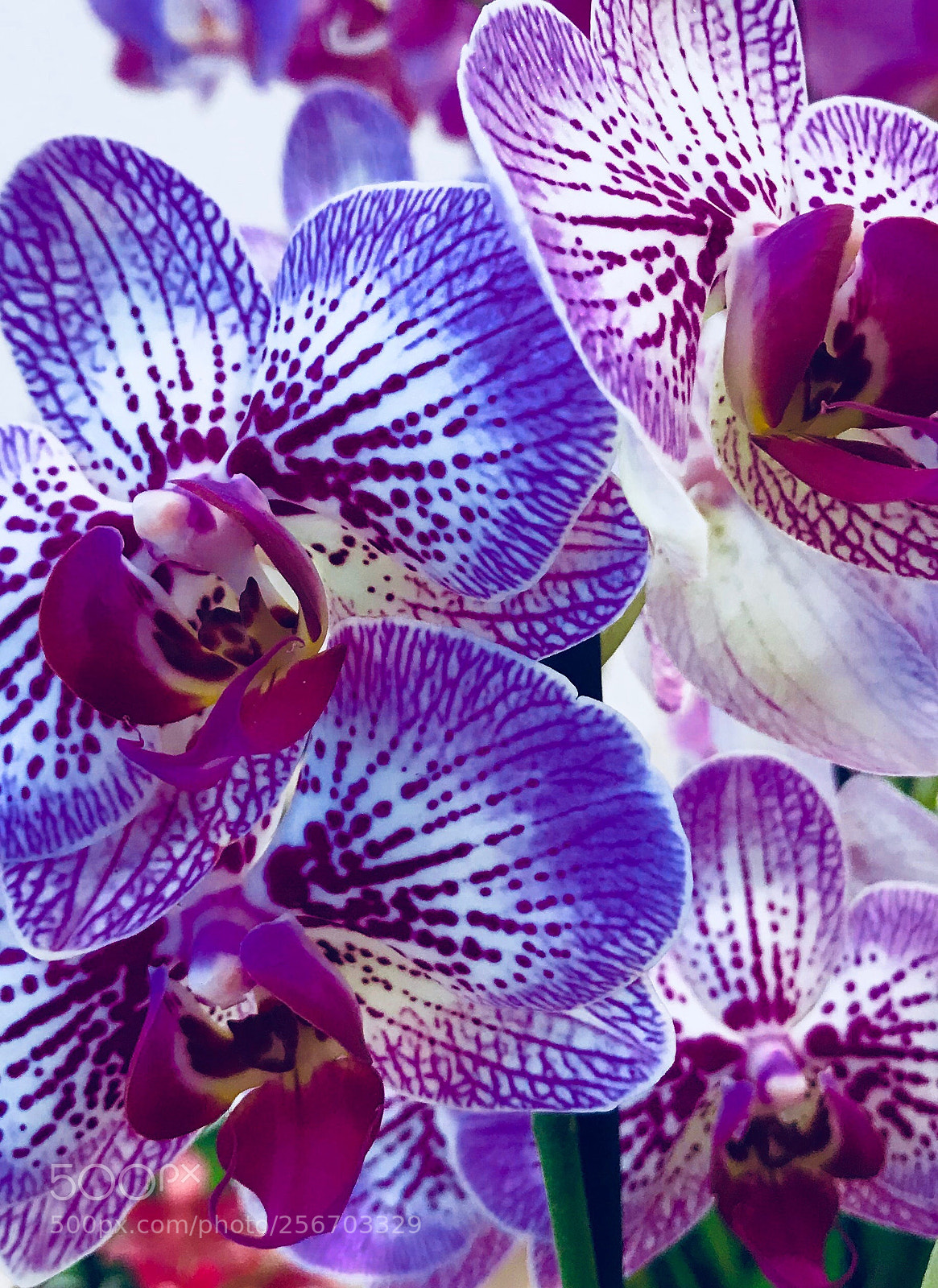 Apple iPhone 7 Plus sample photo. Multicolor orchid photography