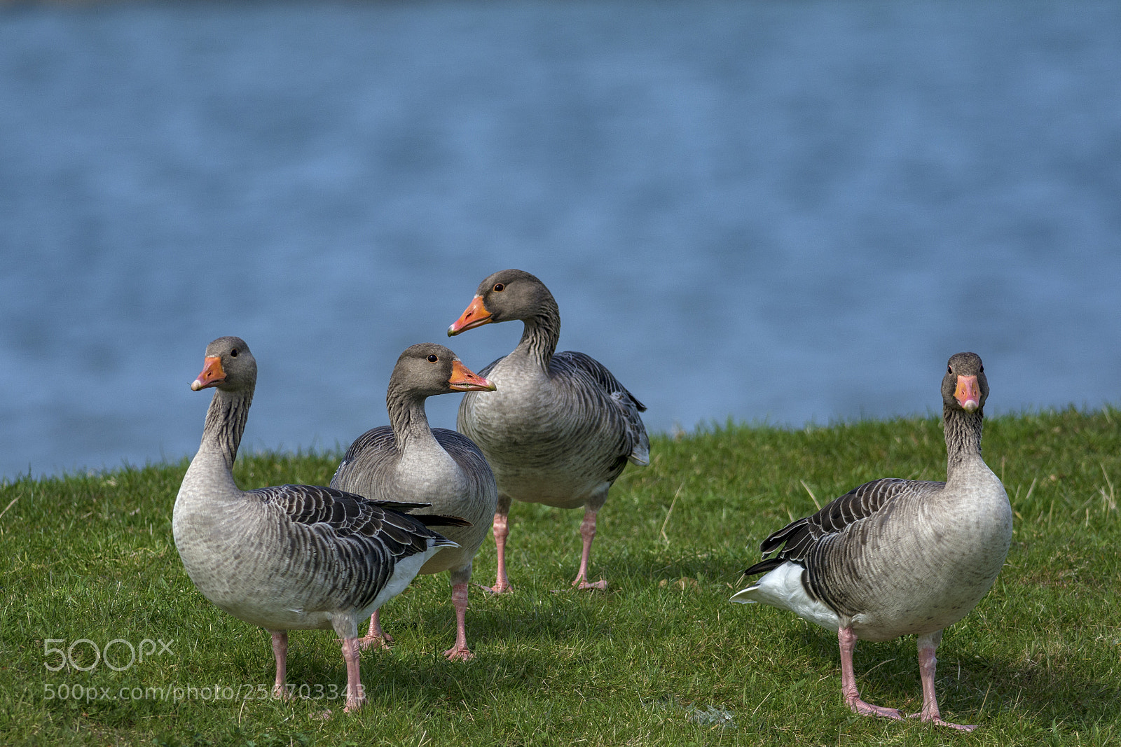 Nikon D7100 sample photo. Greylag goose (anser anser) photography