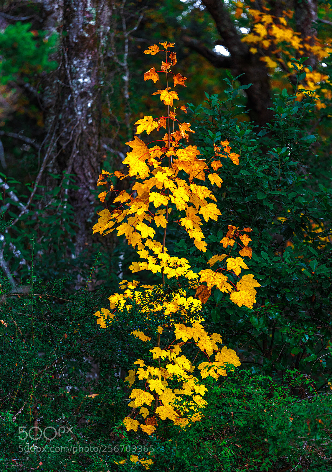 Nikon D750 sample photo. Holding on photography