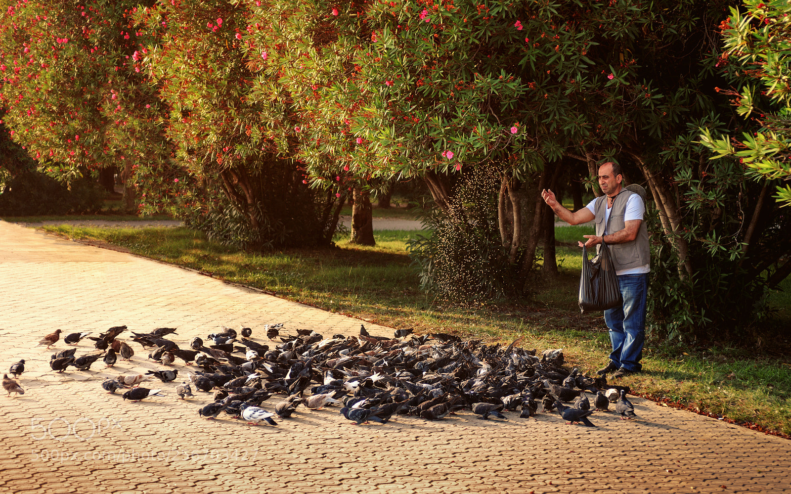 Nikon D750 sample photo. Abkhaz, feeding the pigeons photography