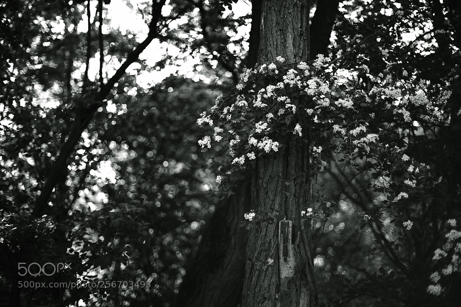 Sony a7R II sample photo. Crataegus with bokeh 5 photography