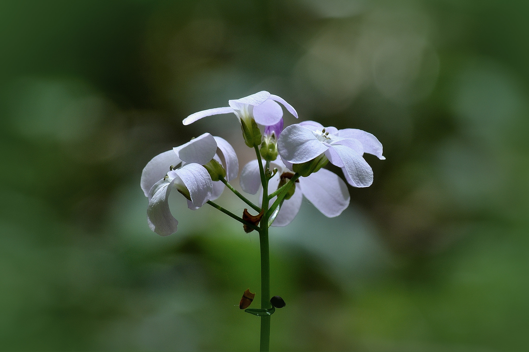 Nikon D5000 sample photo. Spring photography