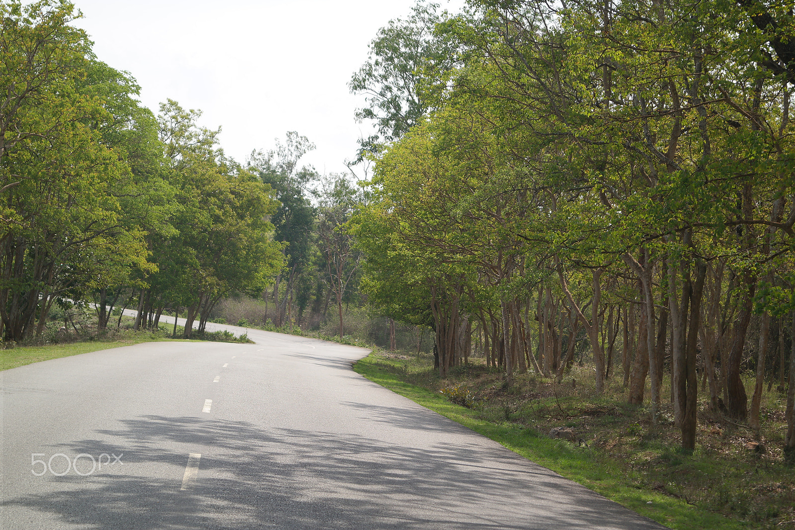 Samsung NX2000 sample photo. Bandipur national park photography