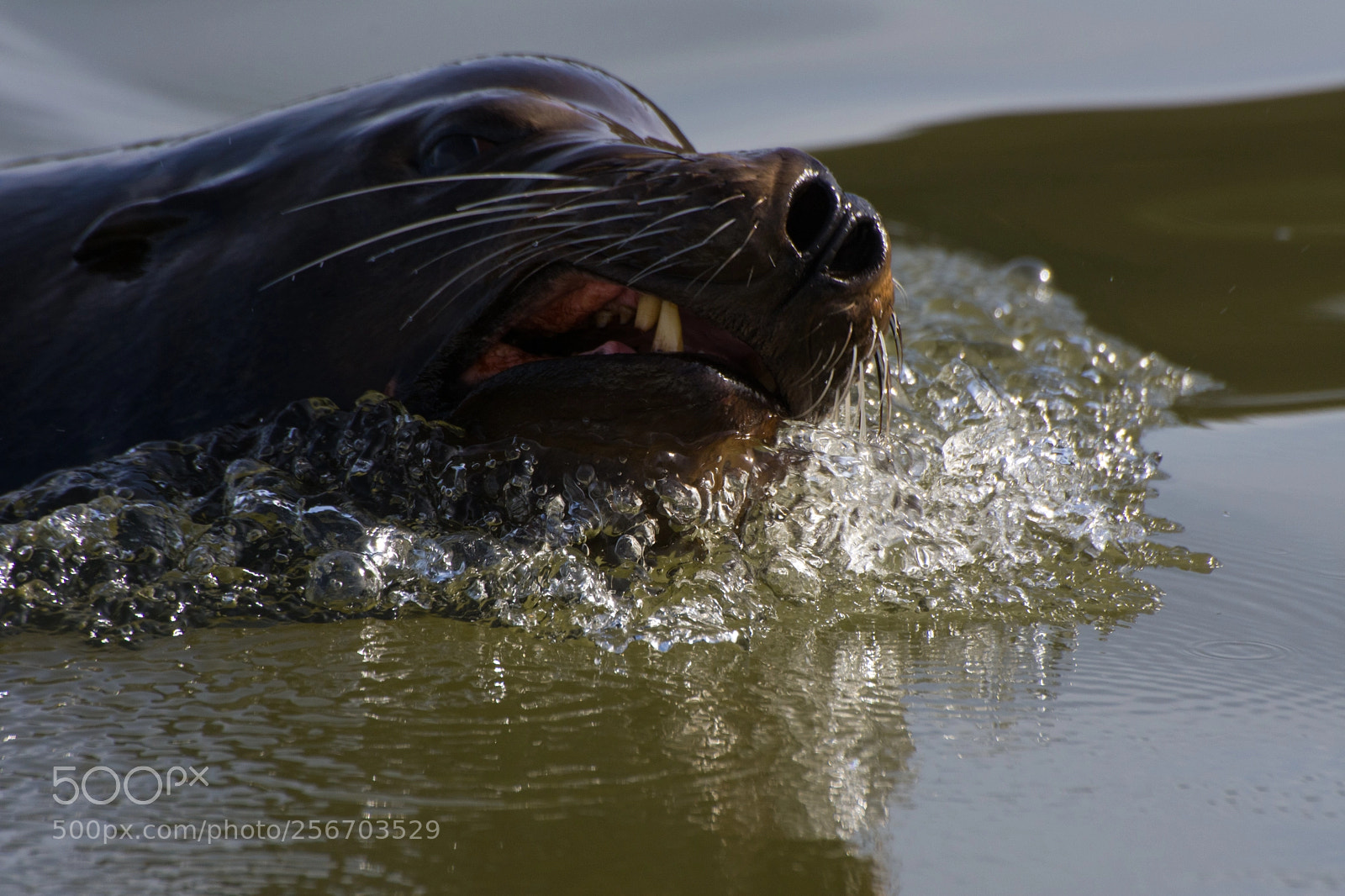 Nikon D7200 sample photo. Sea lion photography