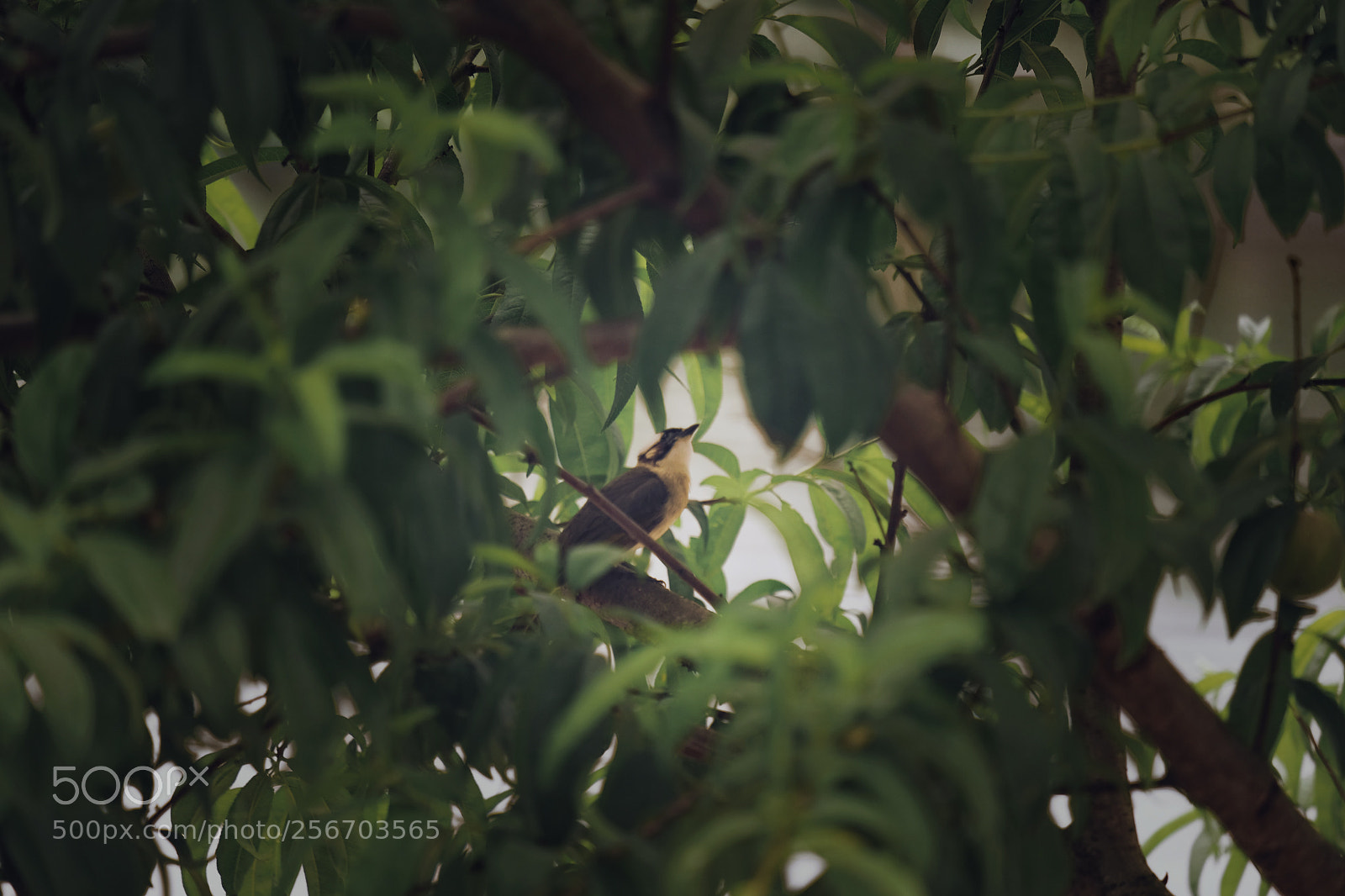 Fujifilm X-T20 sample photo. A bird in the photography