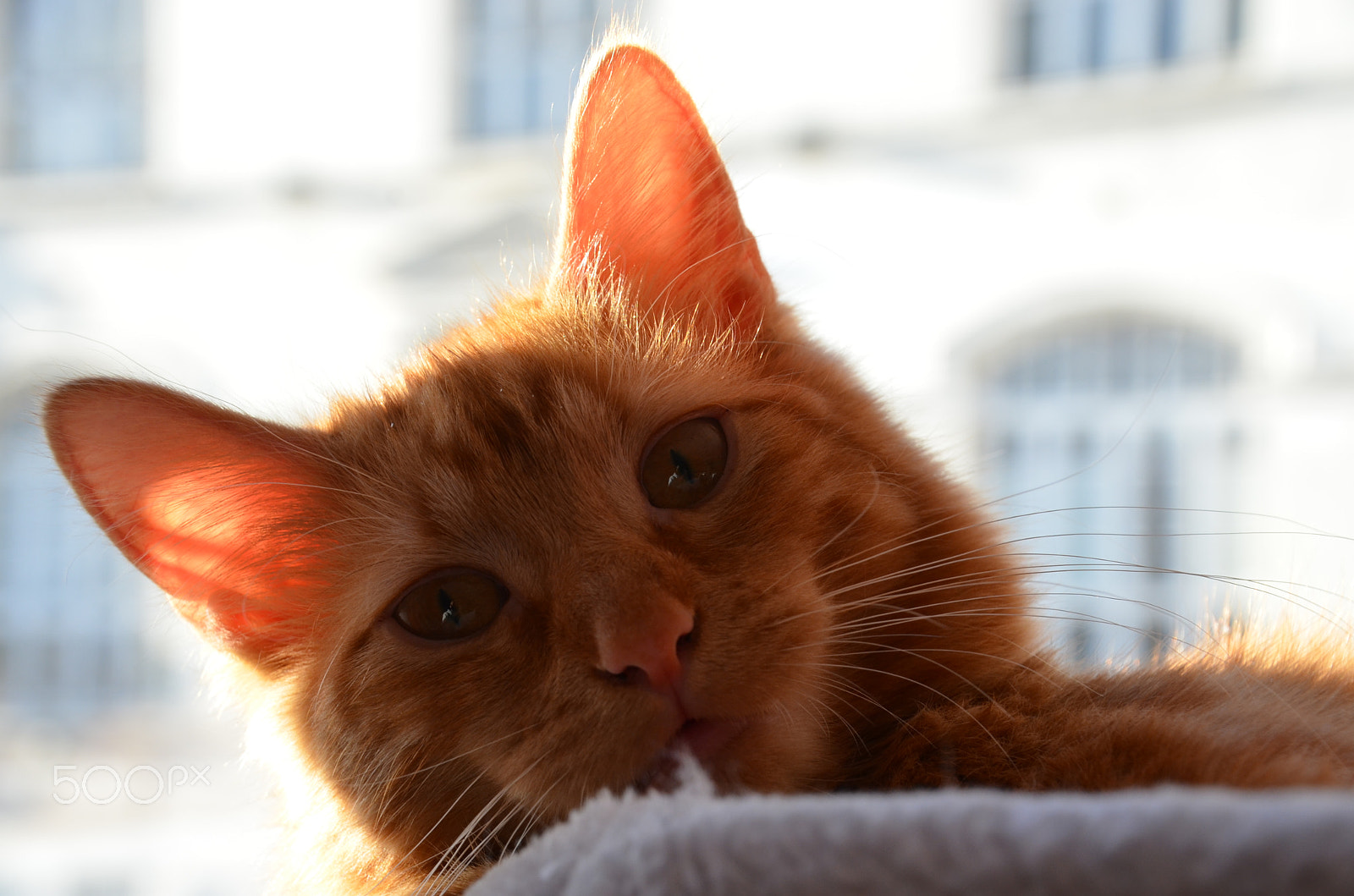 Nikon D5100 sample photo. Tyrion photography