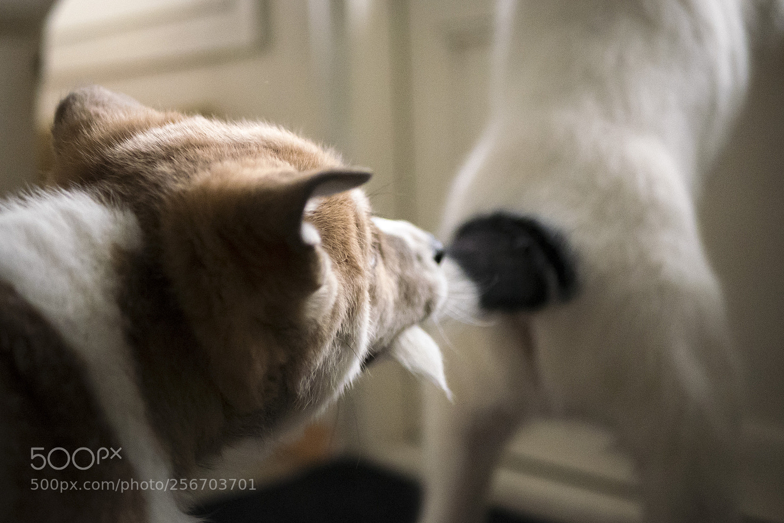 Panasonic Lumix DMC-GX85 (Lumix DMC-GX80 / Lumix DMC-GX7 Mark II) sample photo. The taste of tail photography