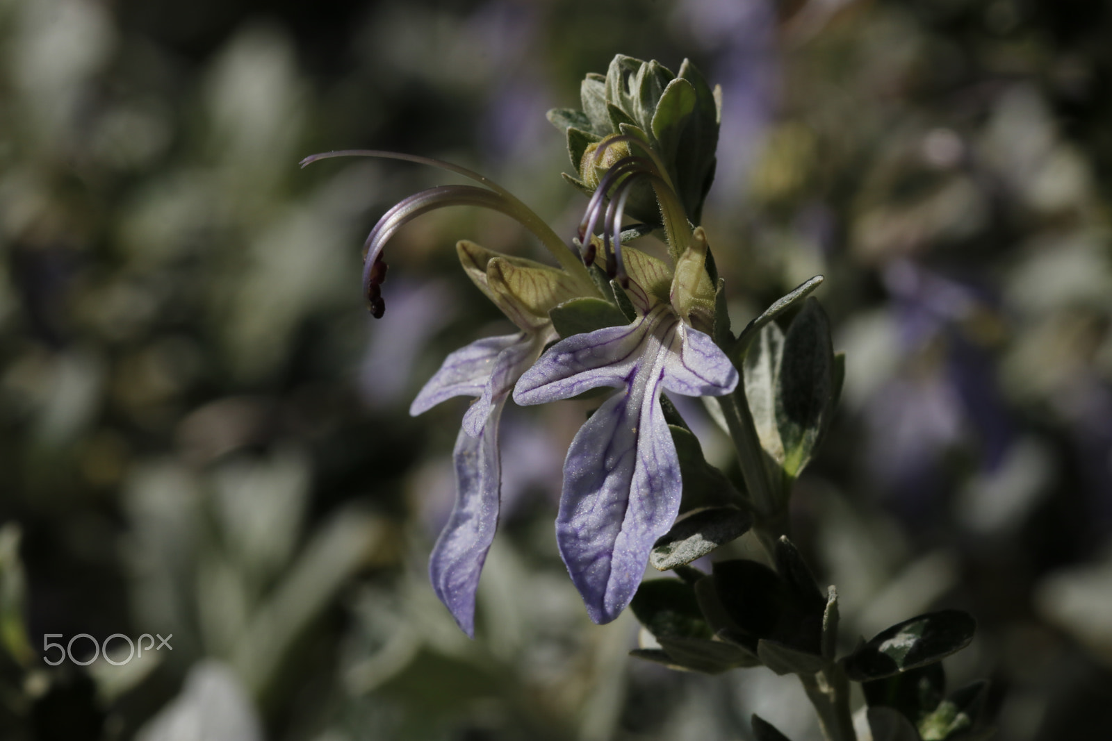 Canon EOS 80D + Sigma 105mm F2.8 EX DG OS HSM sample photo. Teucrium fruticans flower in spring photography