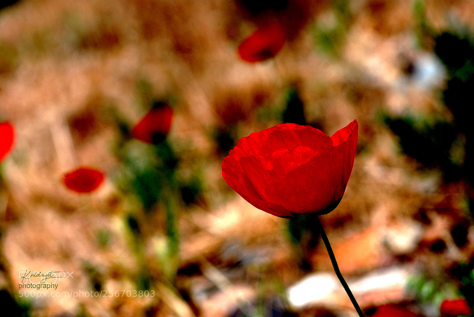 Nikon D80 sample photo. Nsn-2 (flos rhoedaos) photography