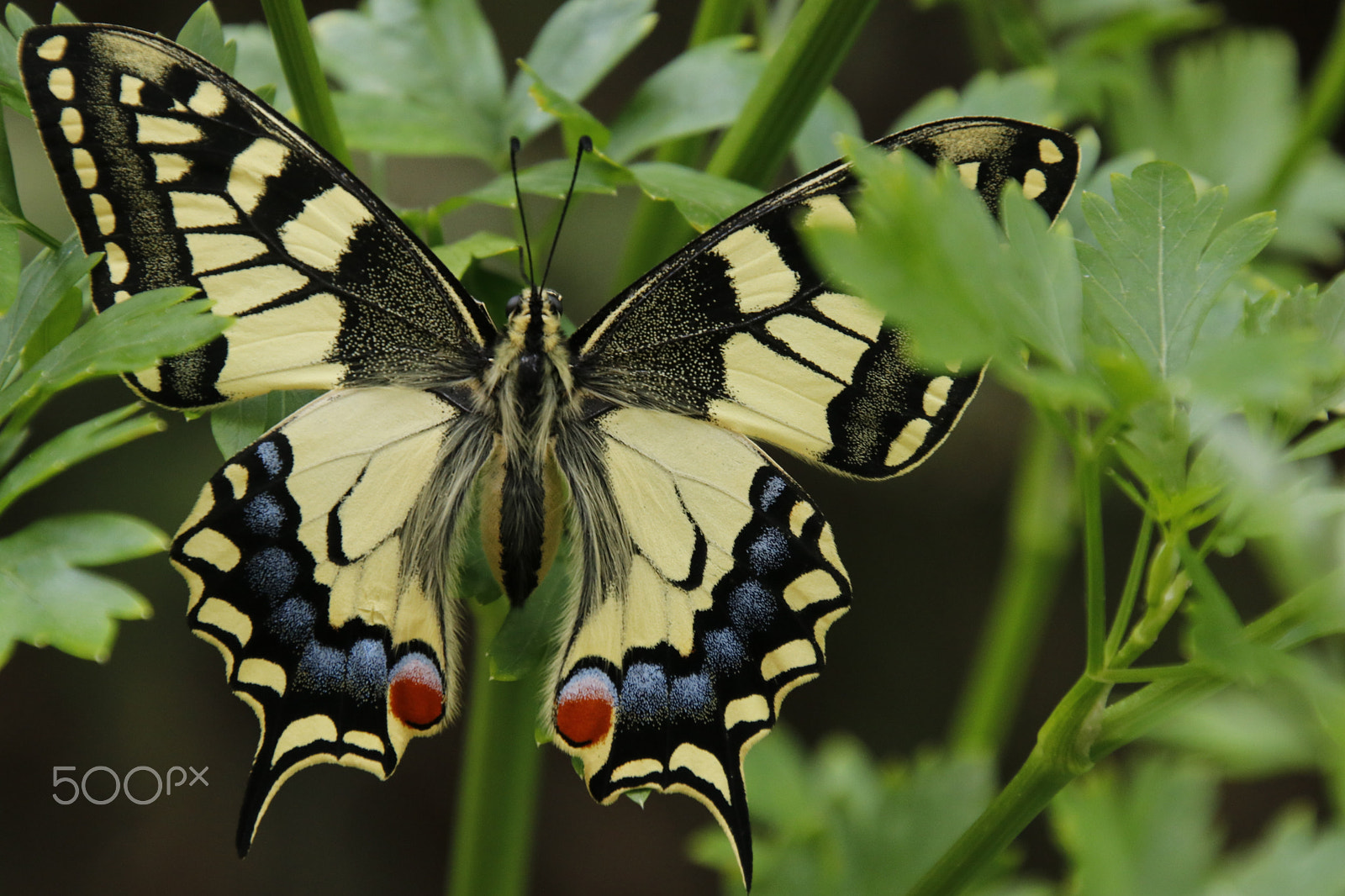 Tamron 16-300mm F3.5-6.3 Di II VC PZD Macro sample photo. Papilio machaon photography