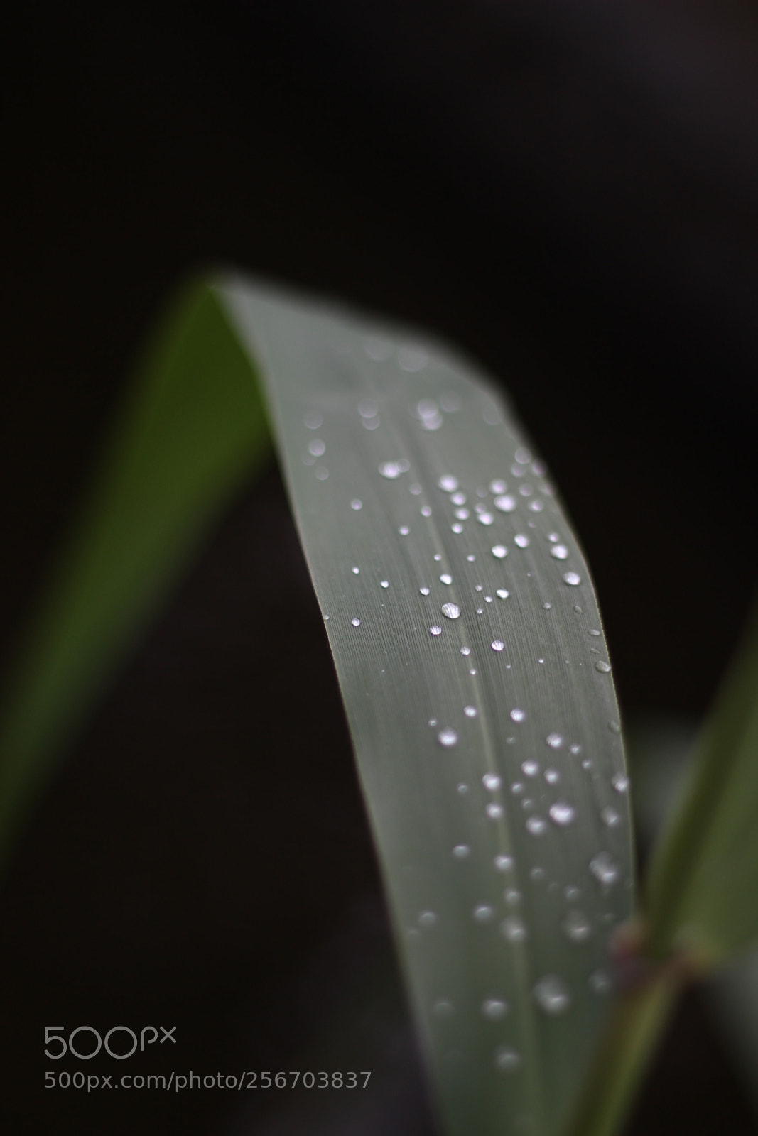 Canon EOS 600D (Rebel EOS T3i / EOS Kiss X5) + Canon EF 50mm F1.8 II sample photo. After rain photography