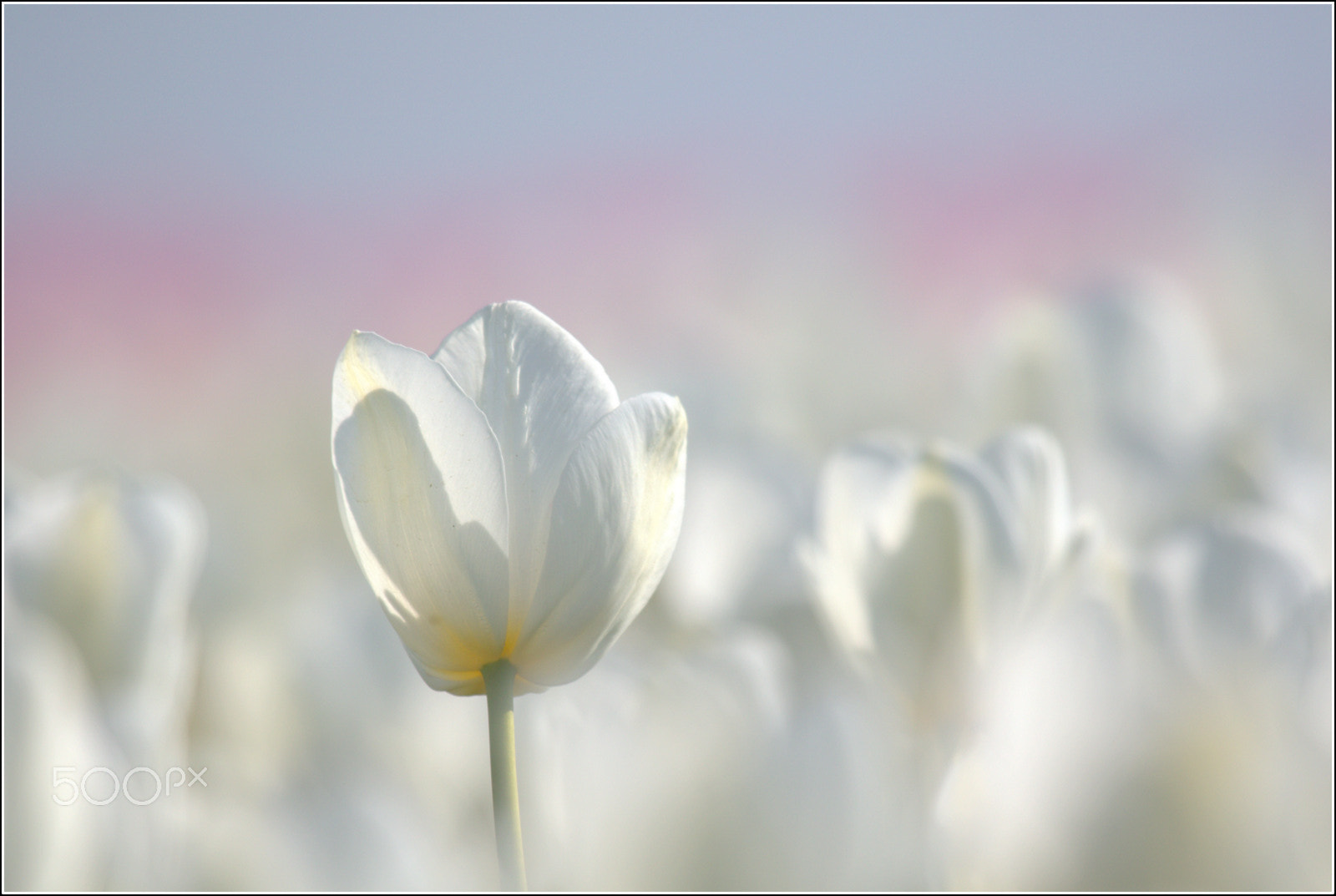 Canon EF 100-400mm F4.5-5.6L IS USM sample photo. Lonely ! photography