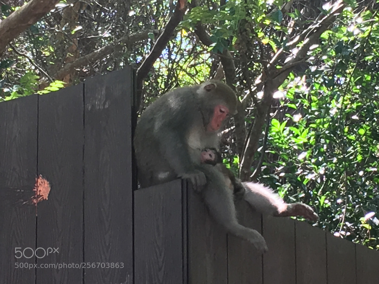 Apple iPhone SE sample photo. Love . monkey . photography