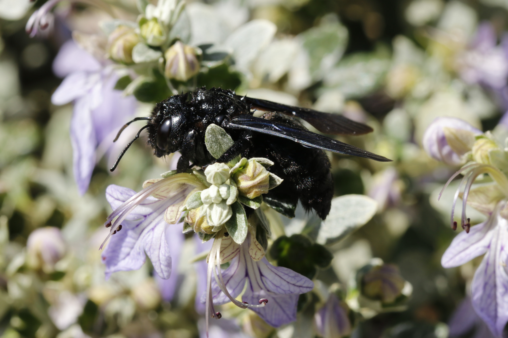 Canon EOS 80D + Sigma 105mm F2.8 EX DG OS HSM sample photo. Xylocopa, a dark bee photography