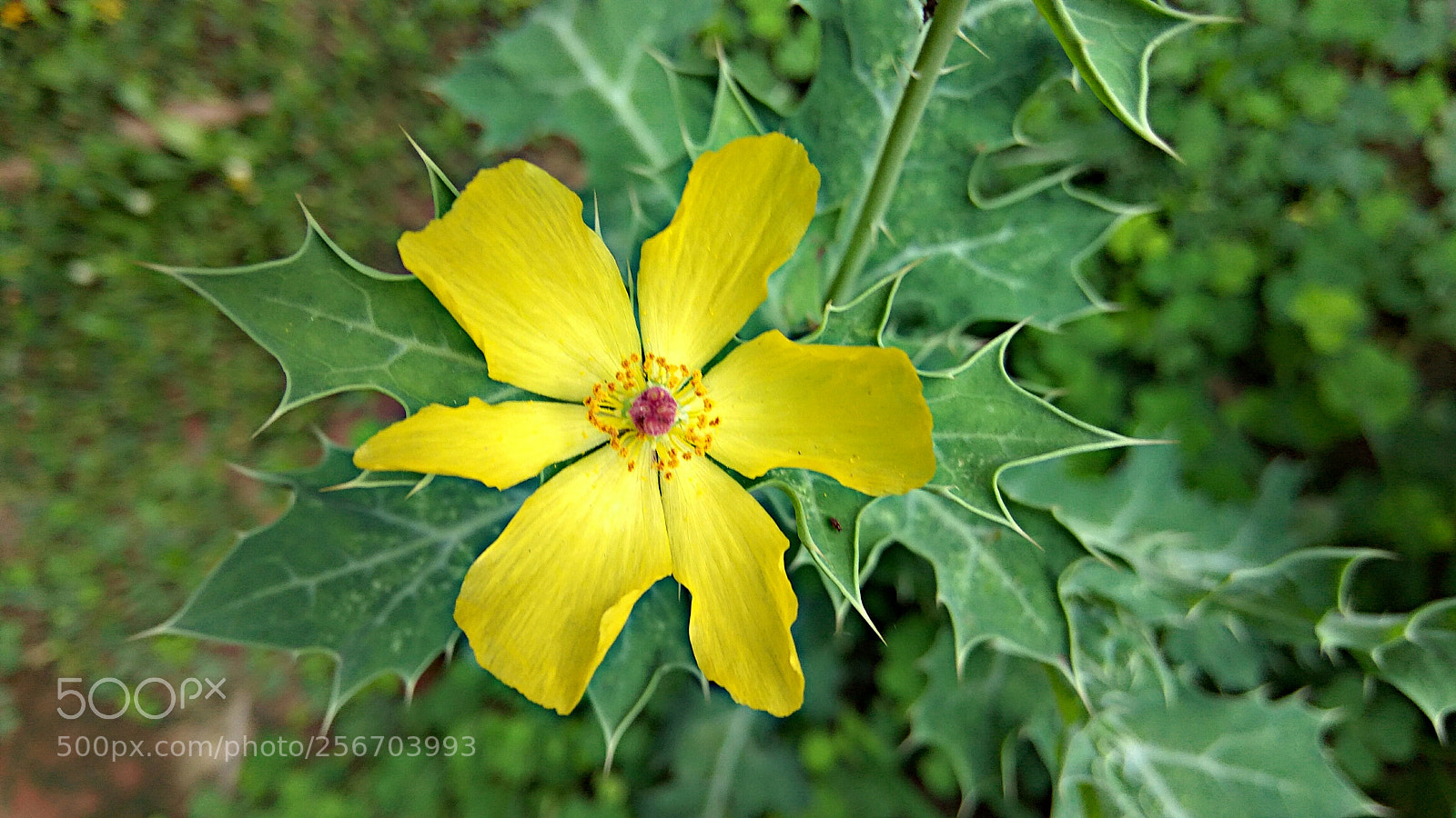 Xiaomi Redmi Note3 sample photo. Mexican poppy photography