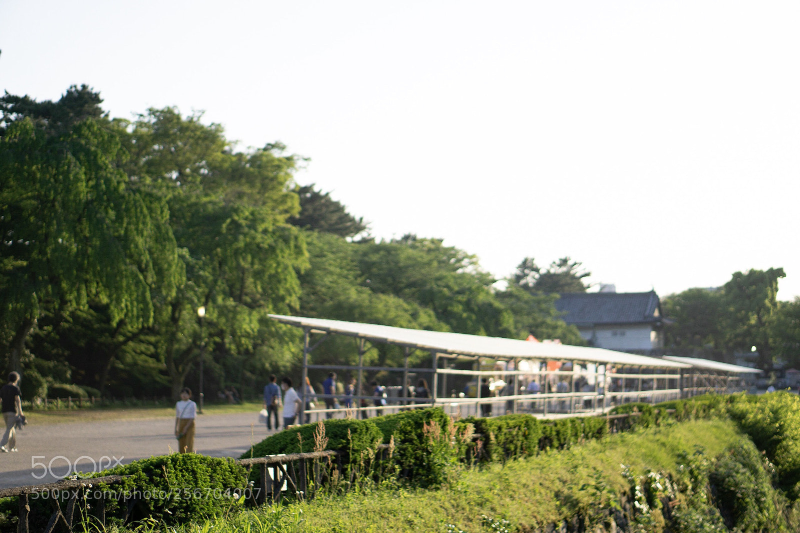 Sony a6000 sample photo. Focus→japan  photography