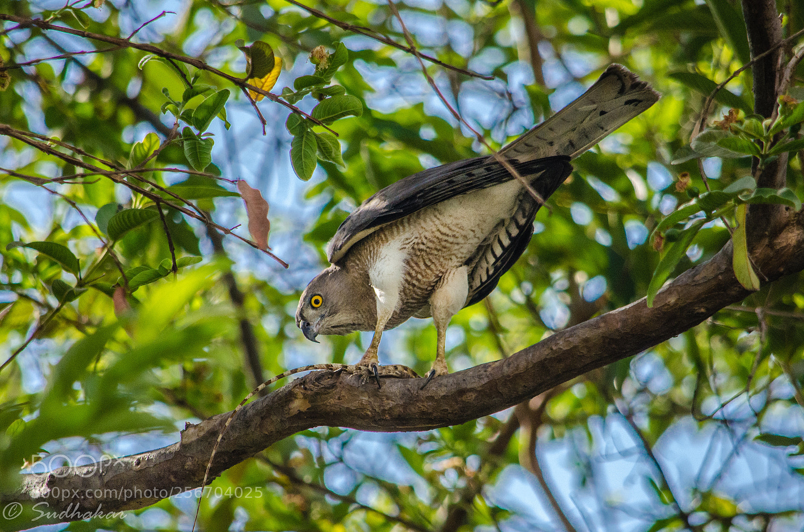 Nikon D5100 sample photo. Falcon photography