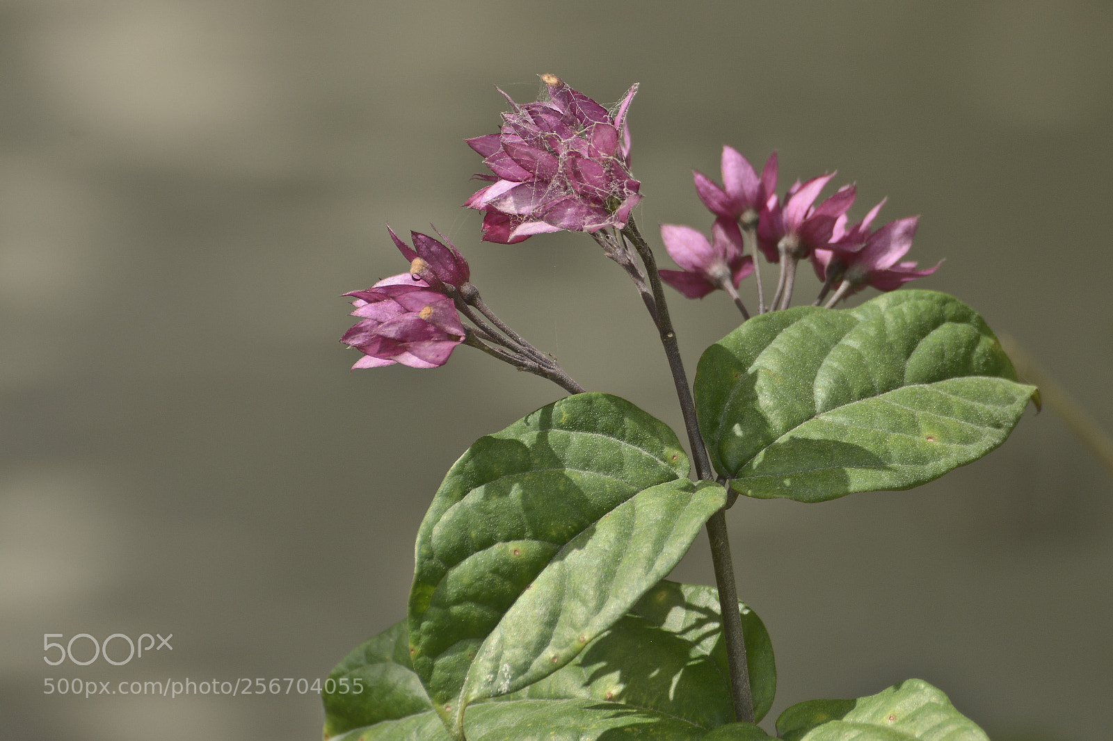 Nikon D7100 sample photo. Ao sabor do vento. photography