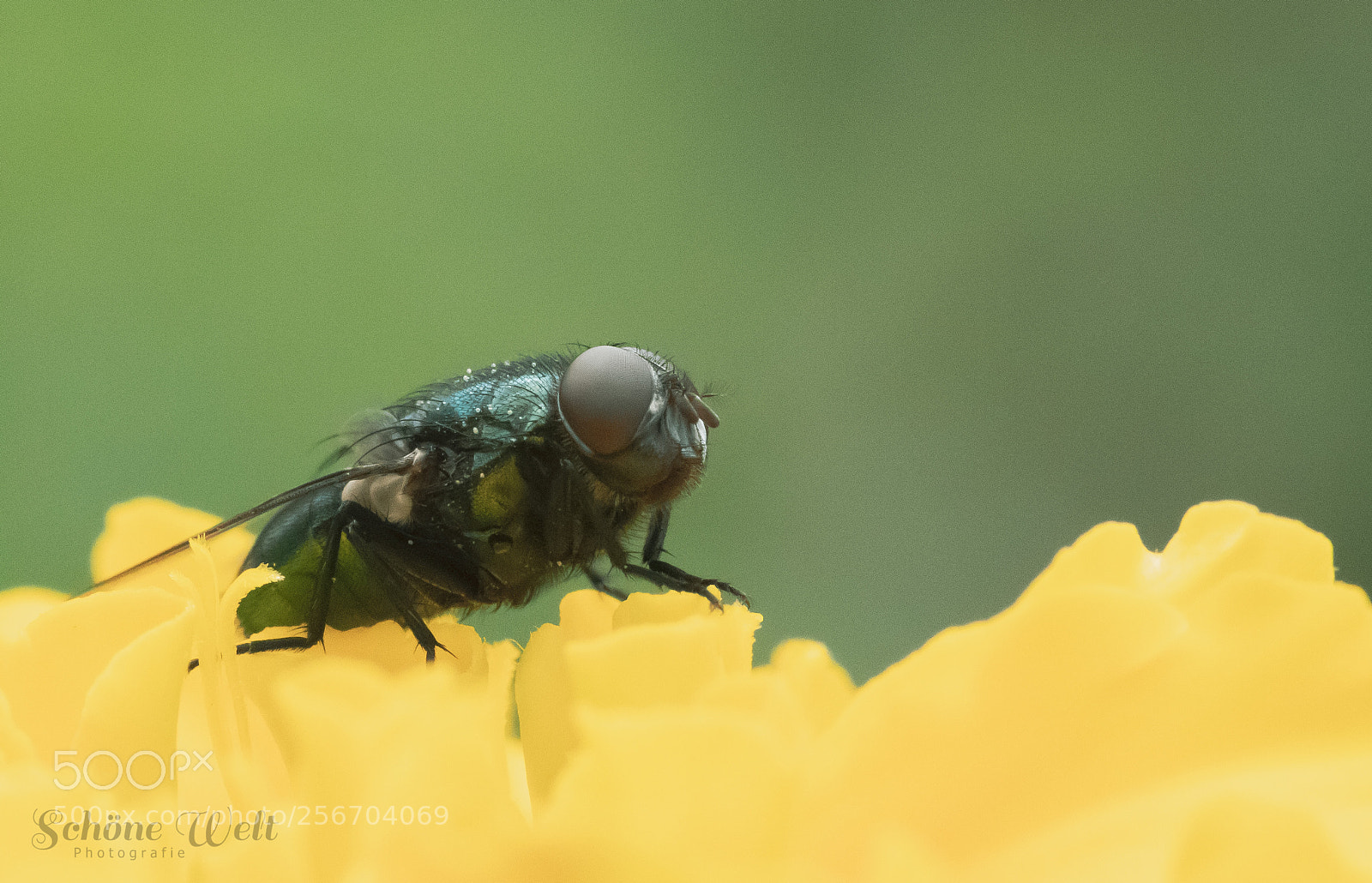 Canon EOS 80D sample photo. Die fliege photography