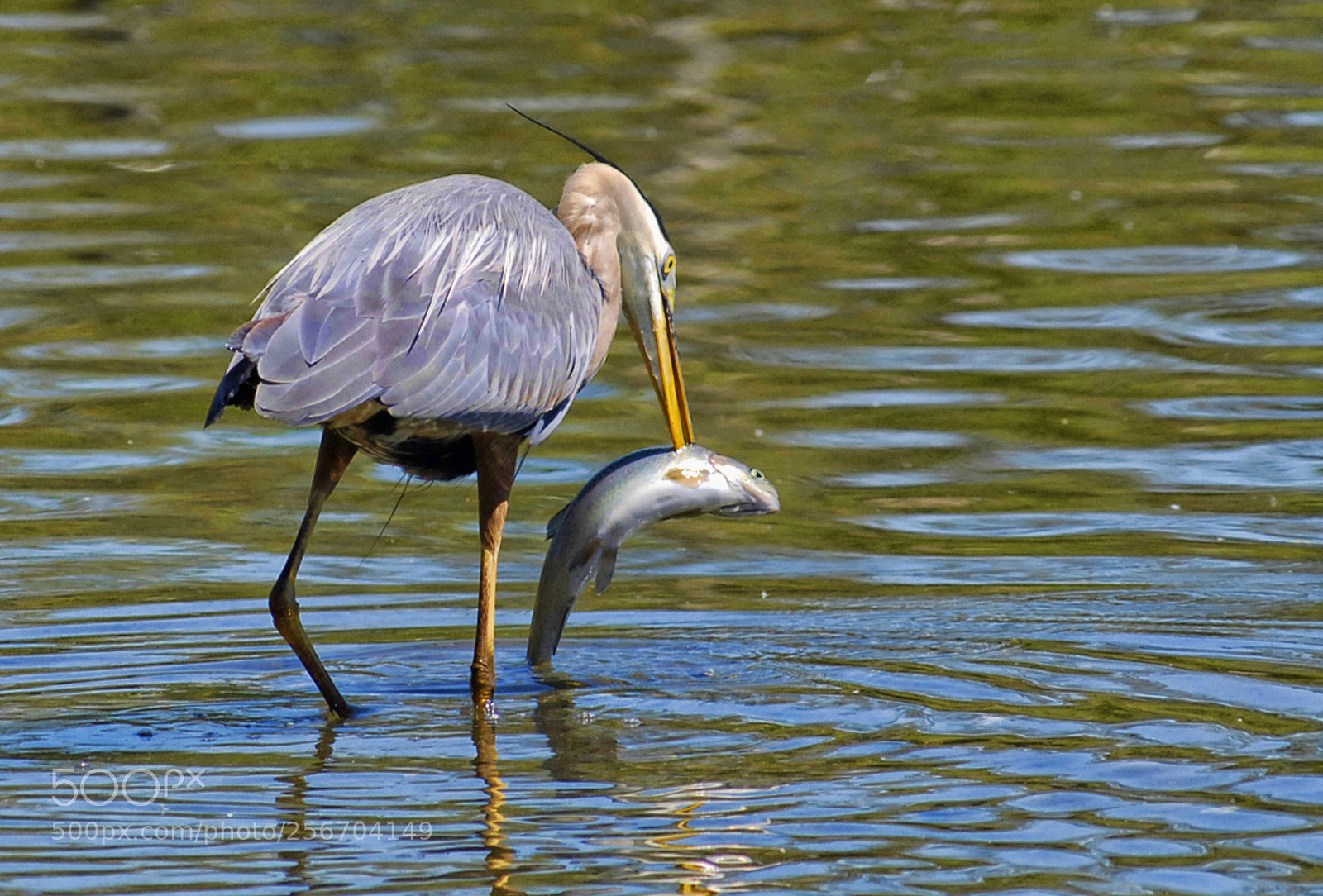 Nikon D200 sample photo. Caught, worth my time photography