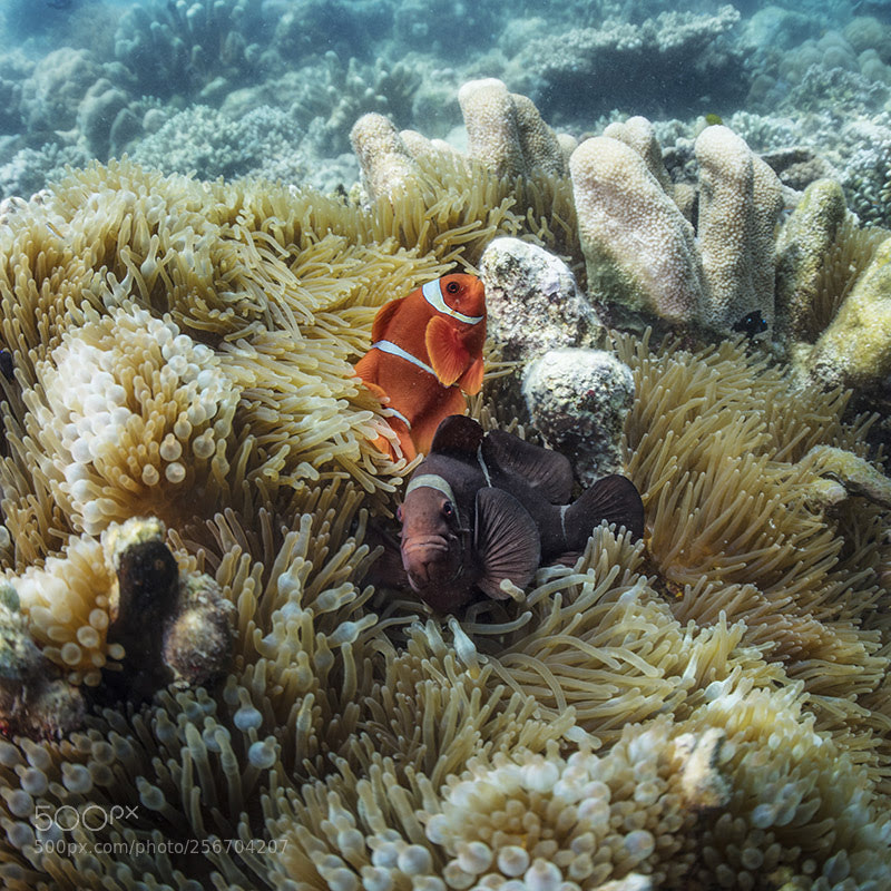 Canon EOS 5DS R sample photo. Bunaken photography